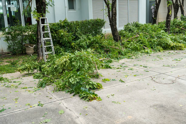 Professional Tree Service in University City, MO